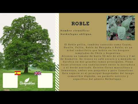 Video: Roble Inglés