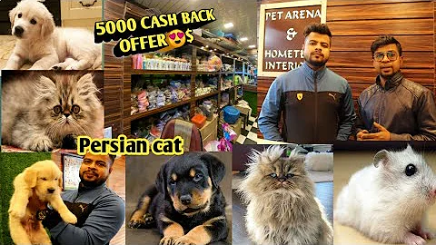 Video 329231: persiancat pets, persian cat, dog persiancat
