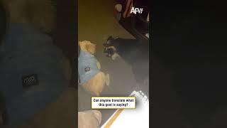 Can anyone translate what this goat is saying?