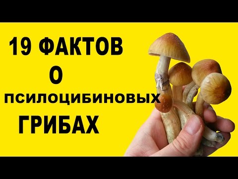 Видео: 19 фактов о псилоцибиновых грибах