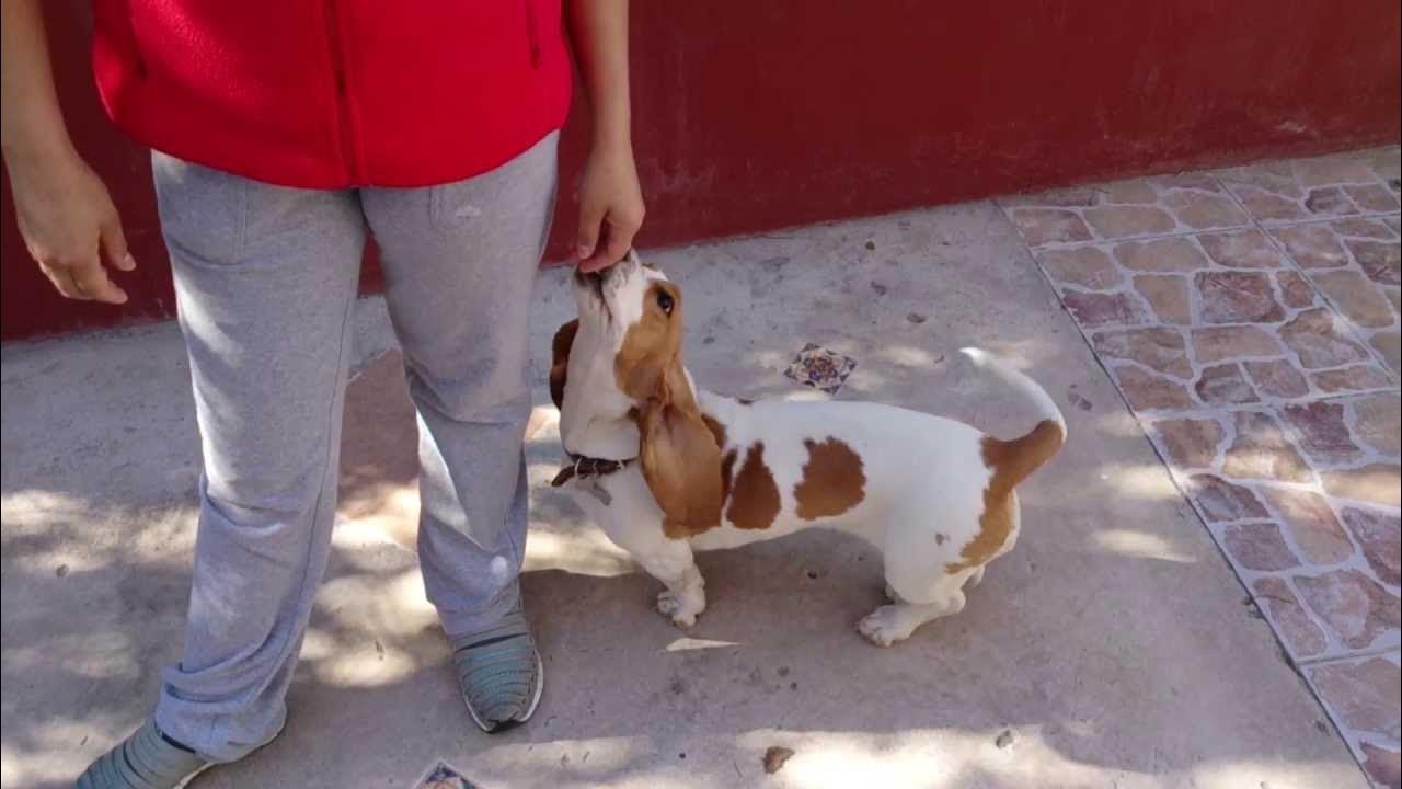 basset hound super jumping morita YouTube