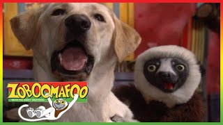  Zoboomafoo 253  Can You Feel It  Animal Shows For Kids   Episode  Hd 