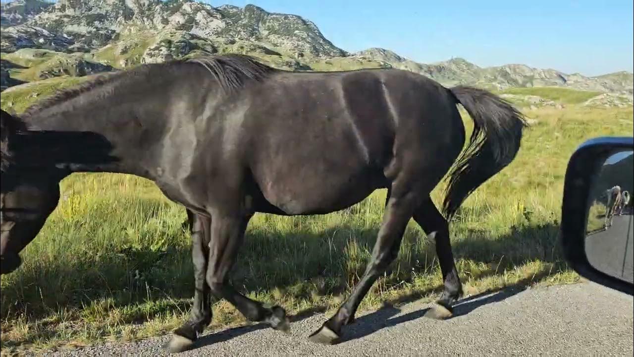 Piosenka Z Rancza Tabun Dzikich Koni - Tabun koni - YouTube