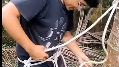 This is the teknik how to climb a coconut tree with safety 