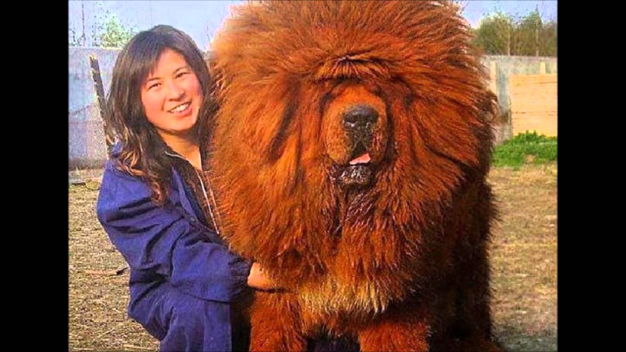 perro tibetan mastiff