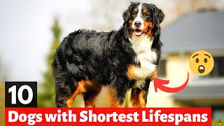 10 Shortest Living Dog Breeds Dogs With The Lowest Life Expectancy