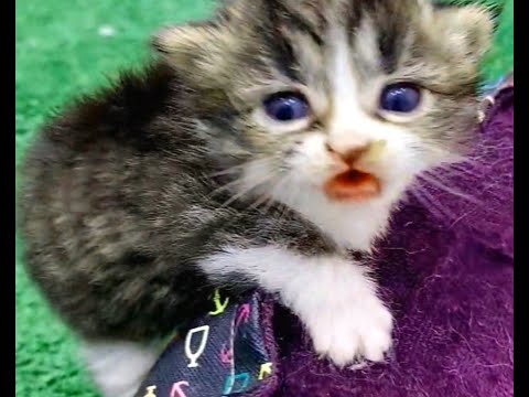 The reaction of the mother cat with the baby monkey Kimo