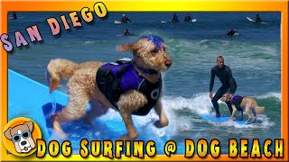 DOG SURFING Practice w/Celebrity Surf Dog DERBY & his pal KENTUCKY @ DOG BEACH ⛱ | Full Episode 4K