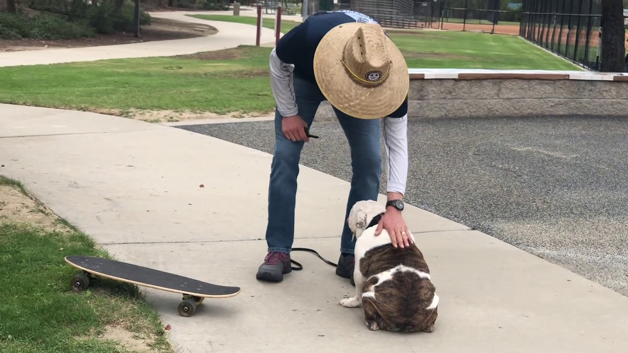 How To Teach A Bulldog To Skateboard