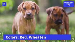 Rodesian Ridgeback Dog Breed Information | Shorts | WMK by White Moon Kennels 4 views 1 year ago 30 seconds