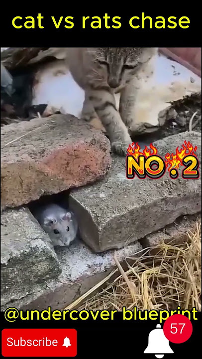 cat vs rats  chase