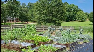 Early Summer Garden Tour 2025: June Heat, Stresses & Pests
