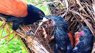 MAKANAN PENUTUP DIMANA HARI TERAKHIR ANAK BURUNG BUBUT BERADA DI SARANG