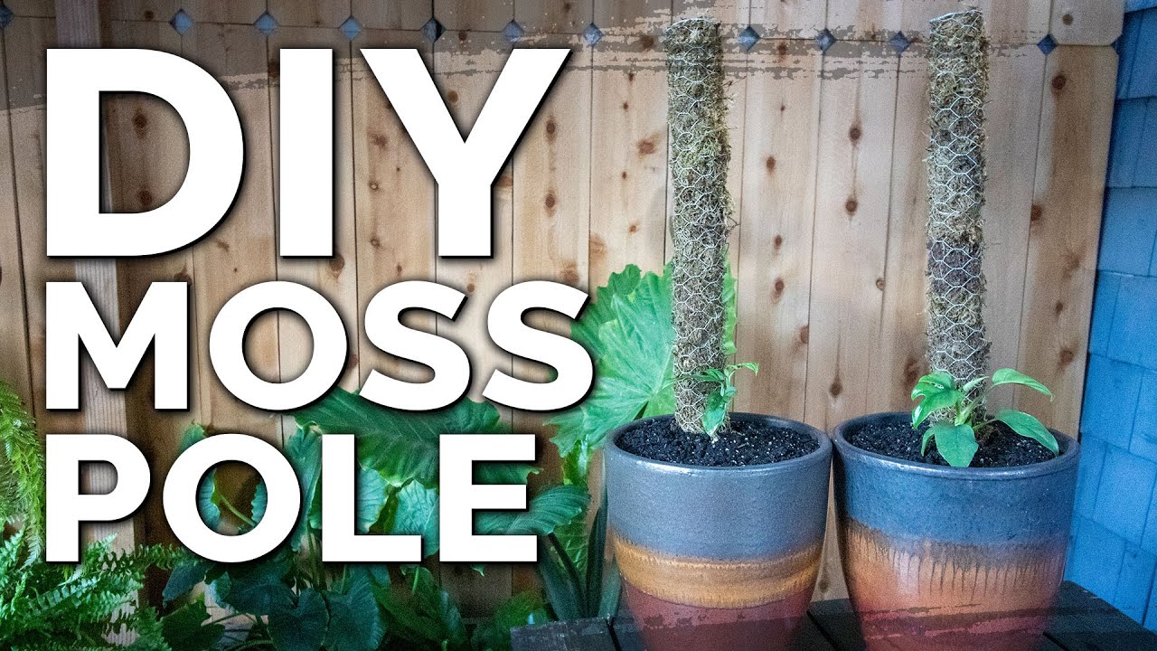 Build an Easy DIY Moss Pole for Climbing Indoor Houseplants