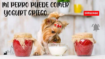 ¿Los perros pueden tomar yogur griego?