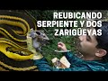 Reubicando una serpiente y dos  zarigüeyas