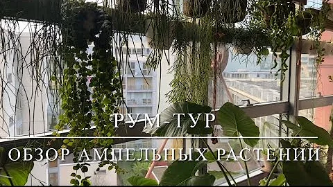 [ОБЗОР] Ампельные (Вьющиеся) Растения У Меня Дома 🌿 Тропические Кактусы, Эпифиты, Суккуленты 🌿