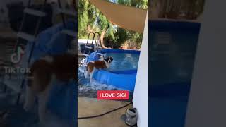 Very Funny Dog Videos