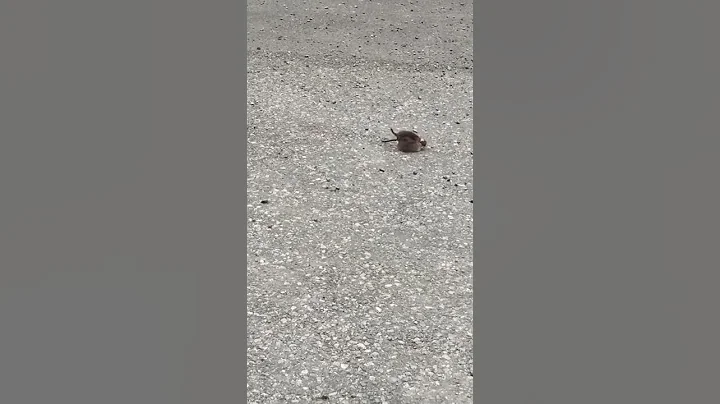 Stoat vs Rat