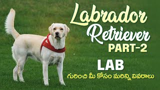 LABRADOR RETRIEVER PART  02  ALL About This Popular Breed  || Pet's TV Telugu