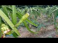 Amazing Modern Dragon Fruit Harvest and Cultivate