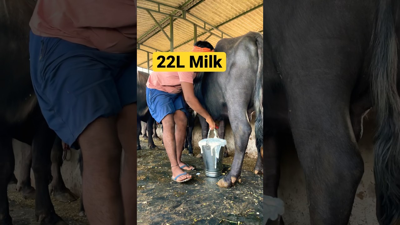 22 Litre Buffalo Milk  dairyfarm  shorts