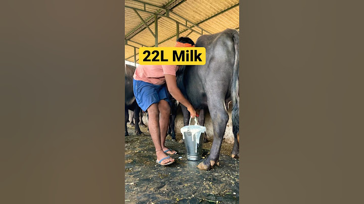 22 Litre Buffalo Milk #dairyfarm #shorts