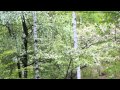 自然の音景色L  乗鞍高原の春（野鳥の鳴き声・長時間）・Nature Sound