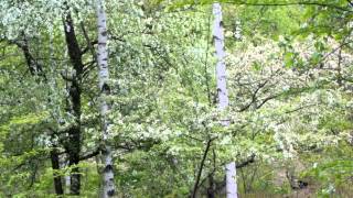 自然の音景色L  乗鞍高原の春野鳥の鳴き声・長時間・Nature Sound