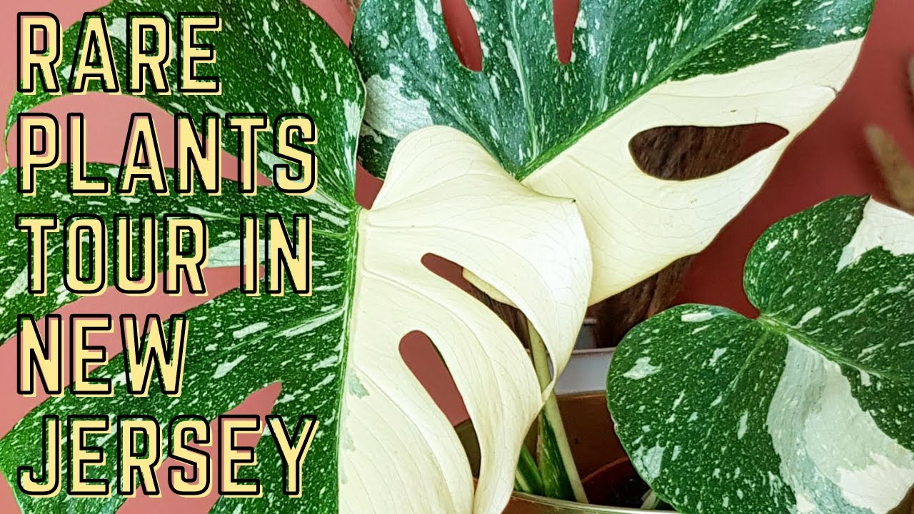 RARE PLANTS FOR SALE IN NEW JERSEY! YouTube