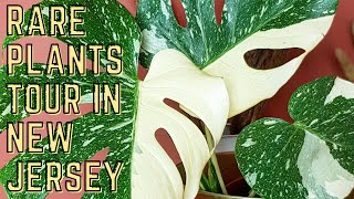 RARE PLANTS FOR SALE IN NEW JERSEY!