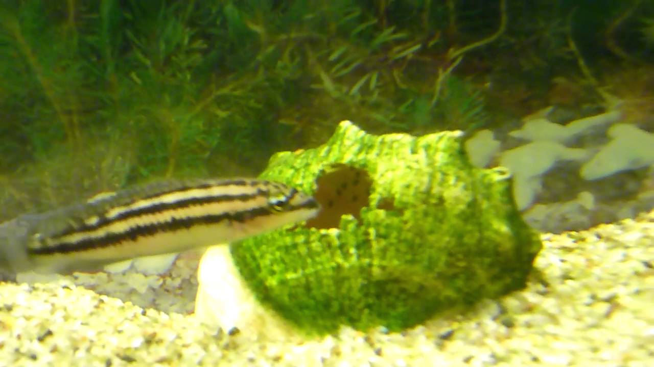Julidochromis dickfeldi и ракушка