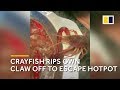 Crayfish rips own claw off to escape China hotpot