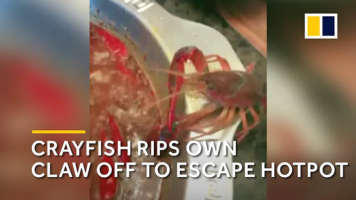 Crayfish rips own claw off to escape China hotpot - DayDayNews