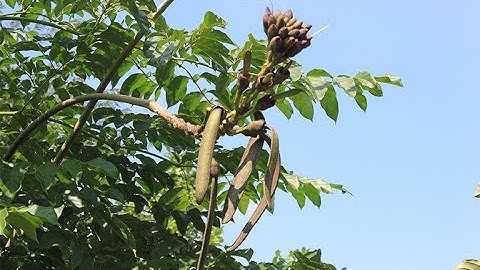 Vỏ Núc Nác chữa đau dạ dày và viêm đường tiết niệu rất hay