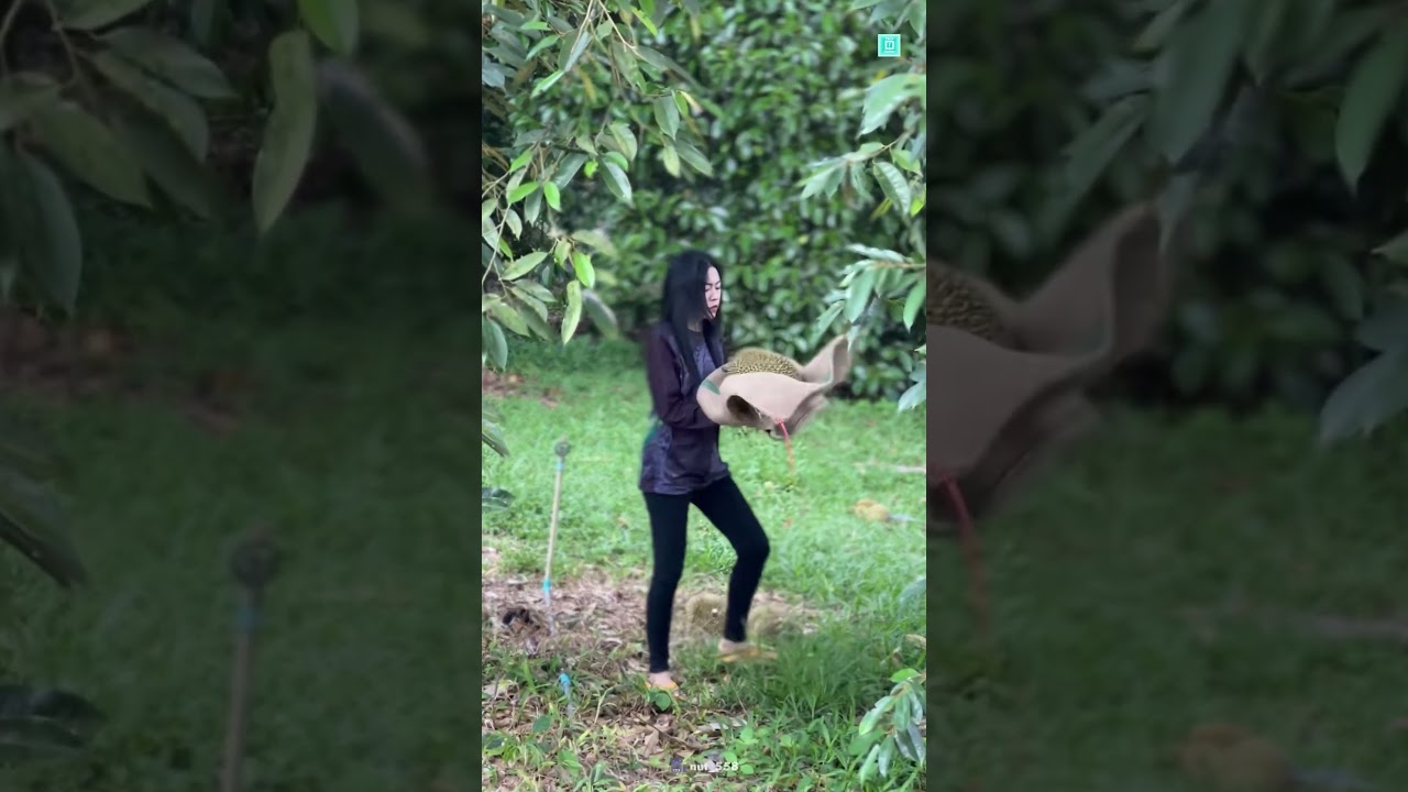 ASMR Catching Durian 😱