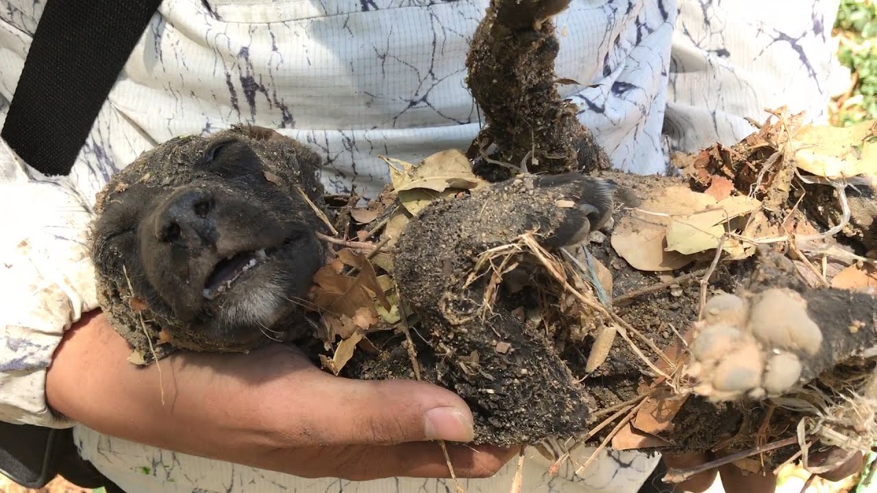 Rescue the puppy buried in the trash, thank God for helping him through the crisis - YouTube