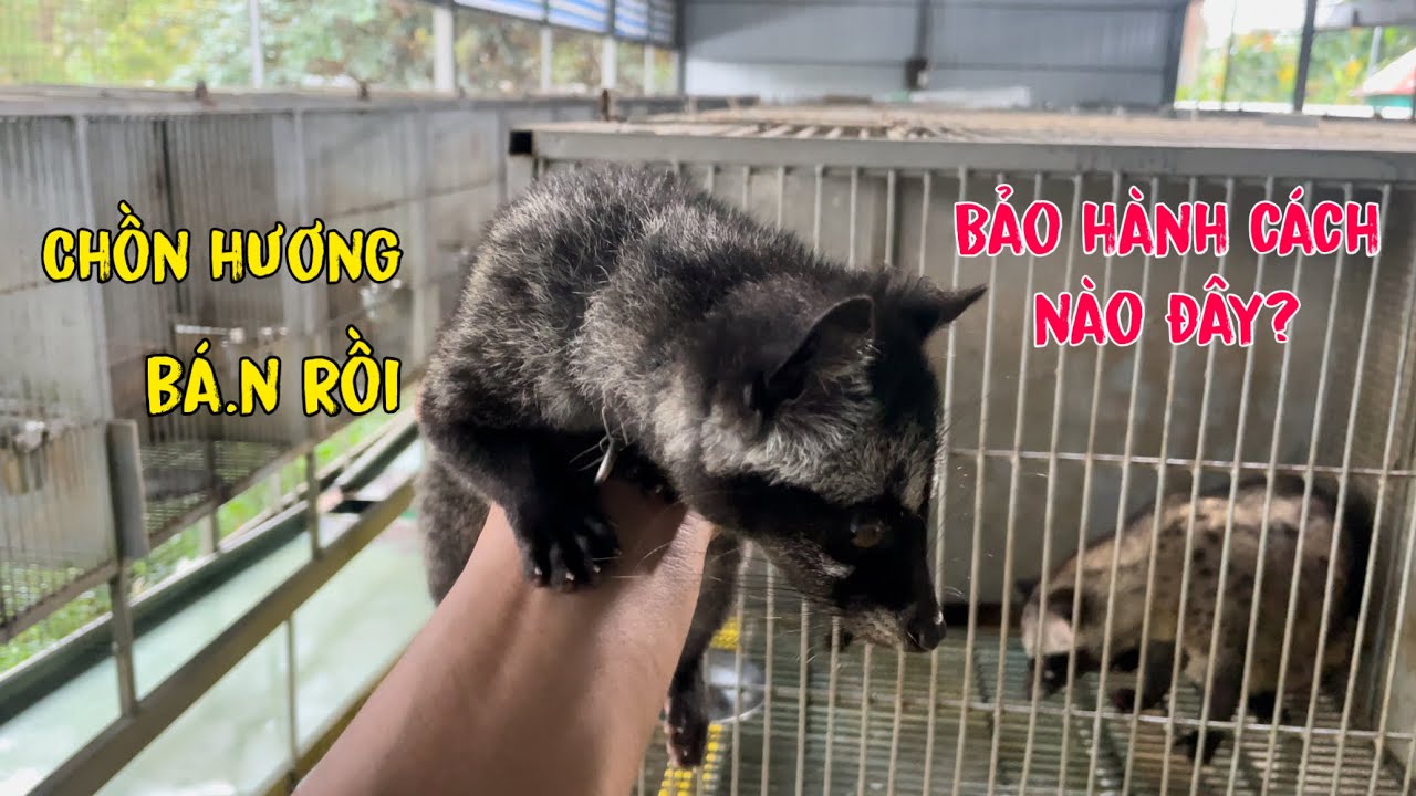 Chồn Hương B.á.n Con Giống Bảo Hành Kiểu Gì?/Góc Chăn Nuôi