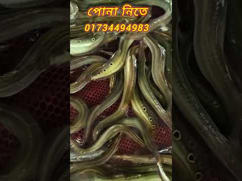 পুকুরে বাংলা মাছের সাথে তারাবাইম মাছের চাষ।। তারা বাইন মাছের চাষ