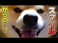 【顔芸】撫でるのをやめた瞬間幸せスマイルから鬼の形相に、、