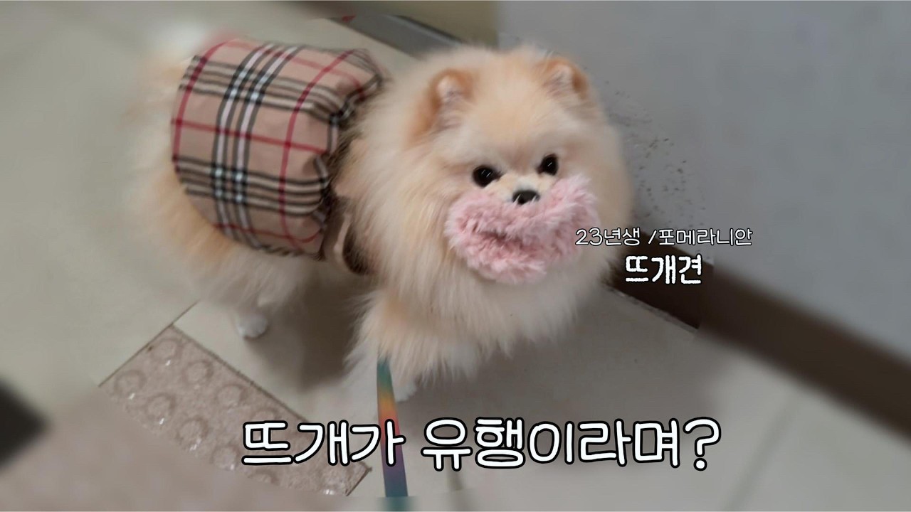 외출 싫다던 포메의 하루