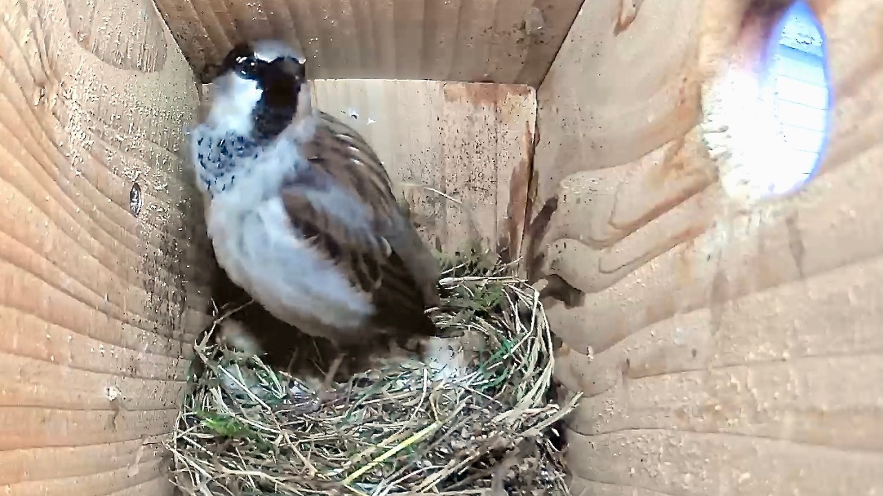 House Sparrow Nest Box activity March 5th-6th