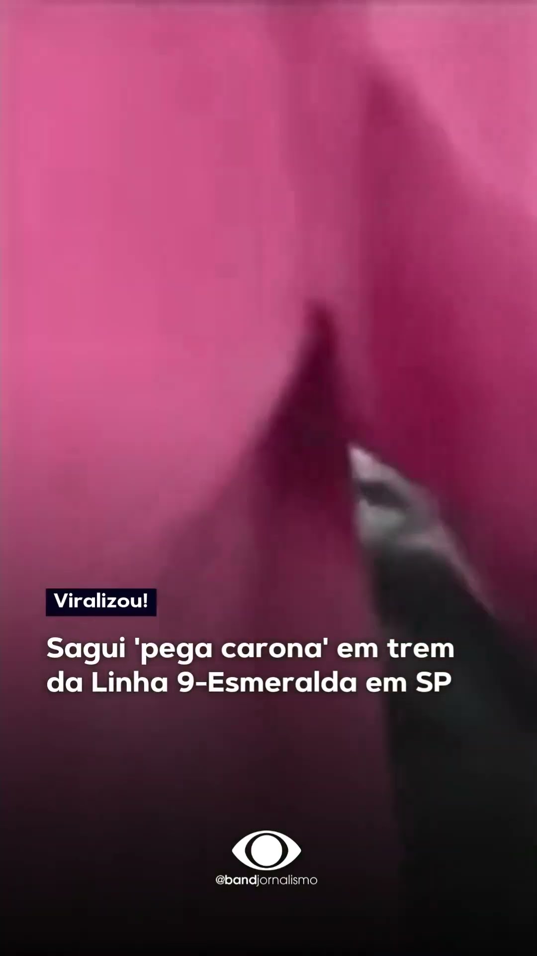 Sagui 'pega carona' em trem na Linha 9-Esmeralda em SP #shorts