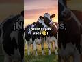 #shorts ¡no te vayas, vaca, que me estreso! 🥺🐮
