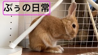 ウサギと暮らすために温度計が大切です