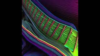 Psychedelic Trippy - Animated NFT Collection #Psychedelic #Trippy #Flashback