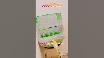 تلاوه عطره من القران الكريم #foryou #birds #cutebird #اكسبلور