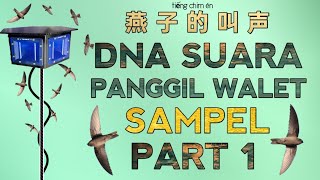 Download Lagu DNA SUARA PANGGIL INAP WALET TERBAIK | SAMPEL PART 1 - swiftlet sound @ekafamilyofficial MP3