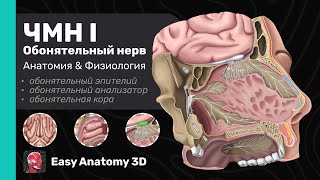 ЧМН I: Обонятельный нерв и анализатор. Анатомия & Функции | Черепные нервы | Easy Anatomy