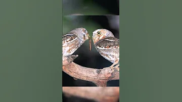Секреты загадочной совы-Эльф: что скрывают ее глаза?